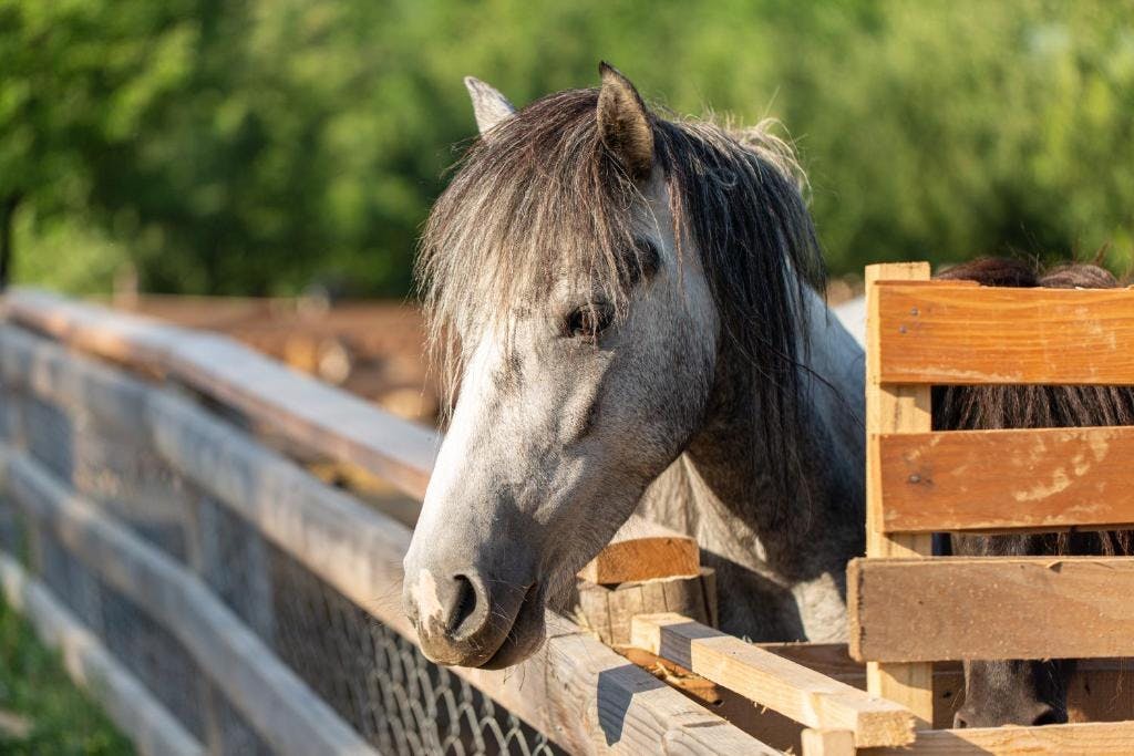 Malak Farma - Dream House - Opuštajući odmor