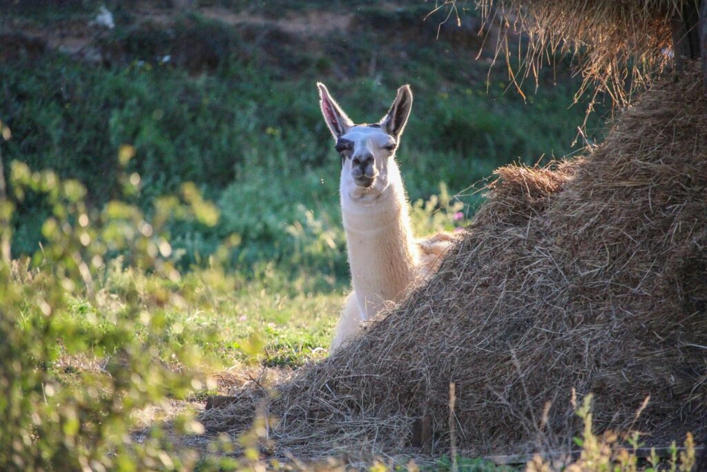 Turističko naselje Ajdinovići SRCA - Dnevna vikend ponuda