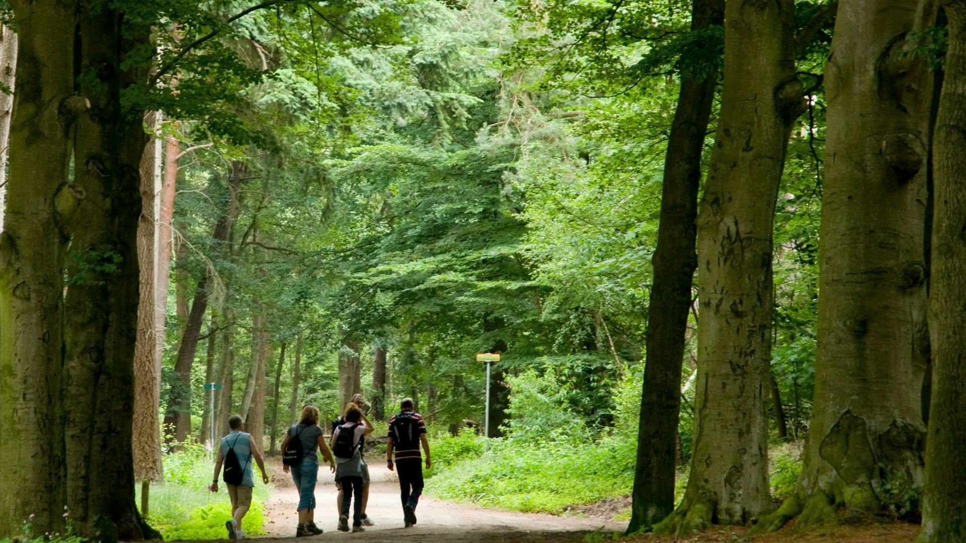 Forest Apartments Videc - Ljetni wellness odmor na Pohorju tijekom tjedna za 10 osoba