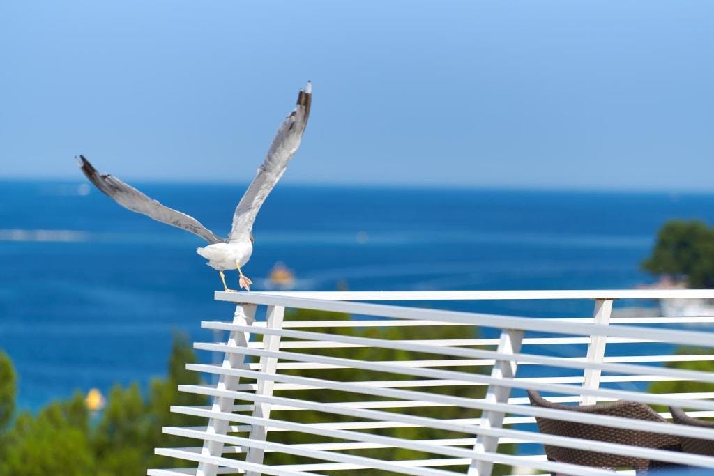 Hotel Albatros Plava Laguna - All inclusive produženi blagdanski vikend u Poreču